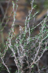 Wahlenbergia cinerea