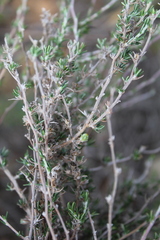 Wahlenbergia cinerea