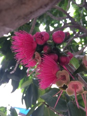 Syzygium