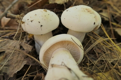 Clitocybe robusta