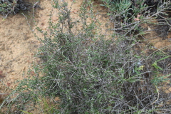 Wahlenbergia cinerea