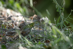 Ctenosaura hemilopha