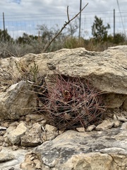 Hamatocactus hamatacanthus hamatacanthus