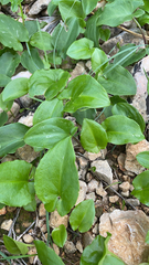 Arisarum vulgare