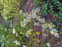 Tripleurospermum inodorum