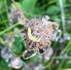 Saucrobotys futilalis