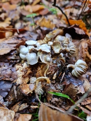 Asterophora parasitica
