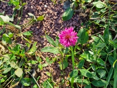 Trifolium pratense