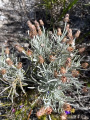 Syncarpha gnaphaloides