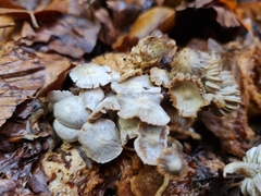 Asterophora parasitica