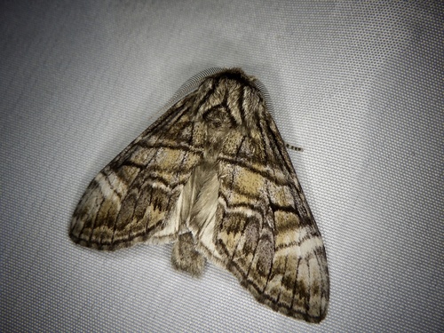 Epodonta lineata