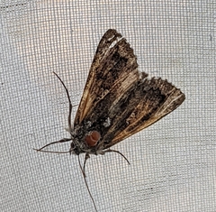 Syngrapha viridisigma