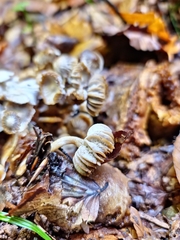 Asterophora parasitica