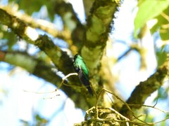 Thalurania glaucopis