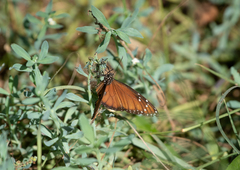 Danaus eresimus