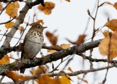 Catharus guttatus