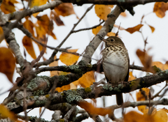 Catharus guttatus