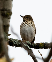 Catharus guttatus