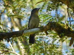 Pachyramphus validus