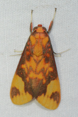 Melese laodamia