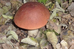 Leccinum