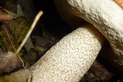 Leccinum