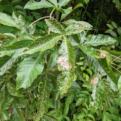 Vitex pinnata