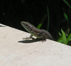 Phoenicolacerta laevis