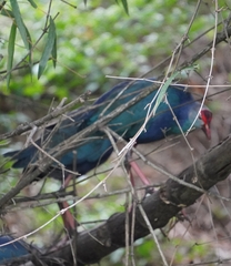 Porphyrio poliocephalus