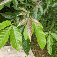Vitex pinnata