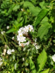 Heliotropium europaeum