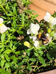 Bombus