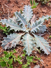 Onopordum acaulon