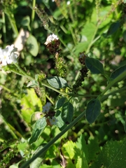 Heliotropium europaeum