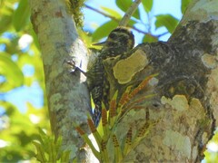 Dryobates spilogaster