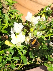 Bombus