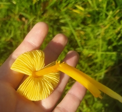 Hygrocybe