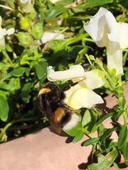 Bombus