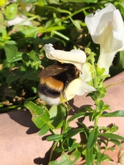 Bombus