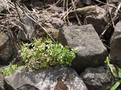 Cardamine trichocarpa