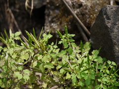 Cardamine trichocarpa