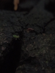 Euceraphis betulae