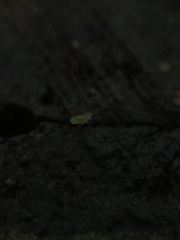Euceraphis betulae