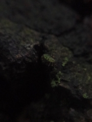 Euceraphis betulae