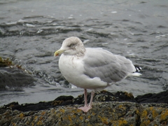 Larus argentatus