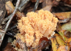 Ramaria aurea