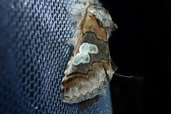 Diloba caeruleocephala