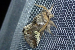 Diloba caeruleocephala