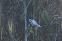 Cyanistes cyanus