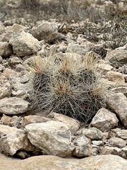 Echinocereus stramineus